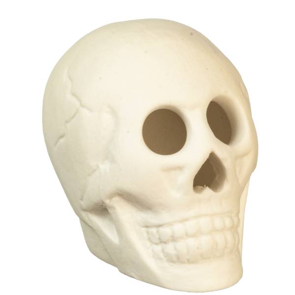 Dollhouse Miniature Skull – Little Shop of Miniatures